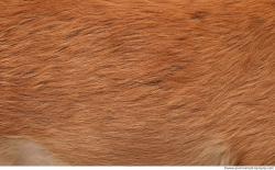 Photo Textures of Animal Skin